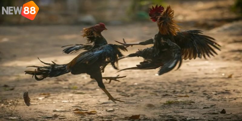 Bỏ túi một số kinh nghiệm đá kê ăn nhiều thưởng