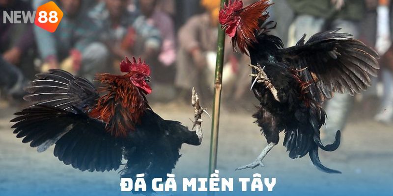 Đá gà miền Tây New88 - Loại hình cá cược đẳng cấp nhất 2025