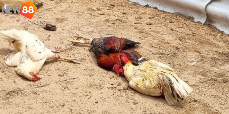 Hiểu rõ một số quy luật chơi đá gà miền Tây New88