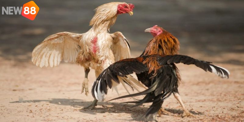Khái niệm hình thức đá gà miền Tây